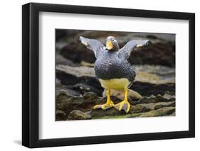 Close-Up of Falkland Steamerduck-Darrell Gulin-Framed Photographic Print