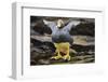 Close-Up of Falkland Steamerduck-Darrell Gulin-Framed Photographic Print