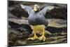 Close-Up of Falkland Steamerduck-Darrell Gulin-Mounted Photographic Print