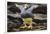 Close-Up of Falkland Steamerduck-Darrell Gulin-Framed Photographic Print