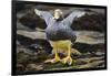 Close-Up of Falkland Steamerduck-Darrell Gulin-Framed Photographic Print