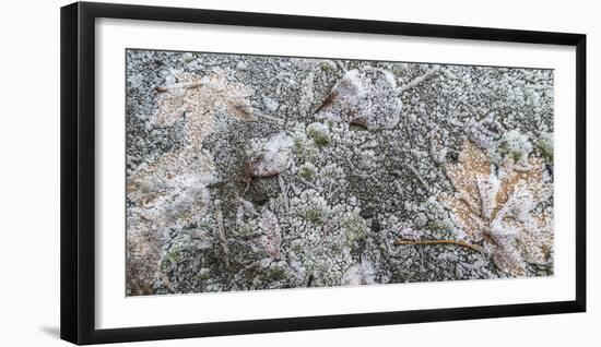 Close-up of fallen leaves covered in frost in autumn-Panoramic Images-Framed Photographic Print