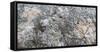 Close-up of fallen leaves covered in frost in autumn-Panoramic Images-Framed Stretched Canvas