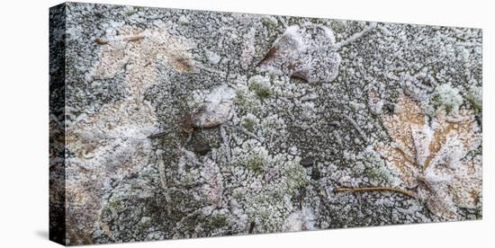 Close-up of fallen leaves covered in frost in autumn-Panoramic Images-Stretched Canvas