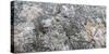 Close-up of fallen leaves covered in frost in autumn-Panoramic Images-Stretched Canvas