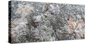 Close-up of fallen leaves covered in frost in autumn-Panoramic Images-Stretched Canvas