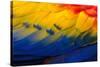 Close up of feathers of a Scarlet Macaw, Costa Rica-Alex Hyde-Stretched Canvas