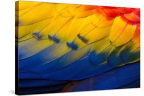 Close up of feathers of a Scarlet Macaw, Costa Rica-Alex Hyde-Stretched Canvas