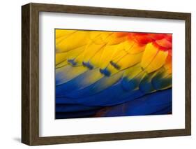 Close up of feathers of a Scarlet Macaw, Costa Rica-Alex Hyde-Framed Photographic Print