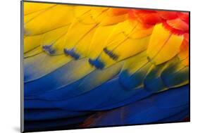 Close up of feathers of a Scarlet Macaw, Costa Rica-Alex Hyde-Mounted Photographic Print