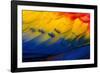 Close up of feathers of a Scarlet Macaw, Costa Rica-Alex Hyde-Framed Photographic Print