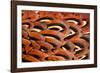 Close up of feathers of cock Pheasant-Alex Hyde-Framed Photographic Print