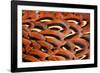 Close up of feathers of cock Pheasant-Alex Hyde-Framed Photographic Print