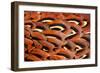 Close up of feathers of cock Pheasant-Alex Hyde-Framed Photographic Print