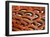 Close up of feathers of cock Pheasant-Alex Hyde-Framed Photographic Print