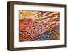 Close up of feathers of cock Pheasant-Alex Hyde-Framed Photographic Print