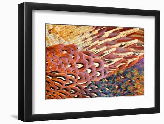 Close up of feathers of cock Pheasant-Alex Hyde-Framed Photographic Print