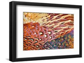 Close up of feathers of cock Pheasant-Alex Hyde-Framed Photographic Print