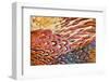 Close up of feathers of cock Pheasant-Alex Hyde-Framed Photographic Print