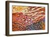 Close up of feathers of cock Pheasant-Alex Hyde-Framed Photographic Print