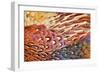 Close up of feathers of cock Pheasant-Alex Hyde-Framed Photographic Print