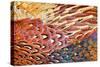 Close up of feathers of cock Pheasant-Alex Hyde-Stretched Canvas