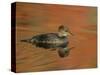 Close-up of Female Hooded Merganser in Water, Cleveland, Ohio, USA-Arthur Morris-Stretched Canvas