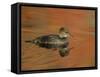 Close-up of Female Hooded Merganser in Water, Cleveland, Ohio, USA-Arthur Morris-Framed Stretched Canvas