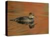 Close-up of Female Hooded Merganser in Water, Cleveland, Ohio, USA-Arthur Morris-Stretched Canvas