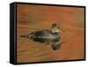 Close-up of Female Hooded Merganser in Water, Cleveland, Ohio, USA-Arthur Morris-Framed Stretched Canvas