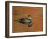 Close-up of Female Hooded Merganser in Water, Cleveland, Ohio, USA-Arthur Morris-Framed Premium Photographic Print