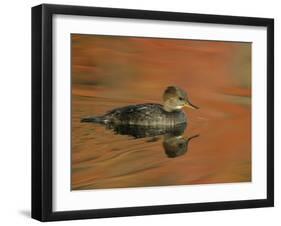 Close-up of Female Hooded Merganser in Water, Cleveland, Ohio, USA-Arthur Morris-Framed Premium Photographic Print