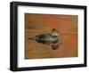 Close-up of Female Hooded Merganser in Water, Cleveland, Ohio, USA-Arthur Morris-Framed Photographic Print