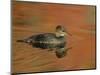 Close-up of Female Hooded Merganser in Water, Cleveland, Ohio, USA-Arthur Morris-Mounted Photographic Print