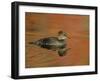 Close-up of Female Hooded Merganser in Water, Cleveland, Ohio, USA-Arthur Morris-Framed Photographic Print