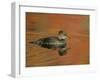 Close-up of Female Hooded Merganser in Water, Cleveland, Ohio, USA-Arthur Morris-Framed Photographic Print