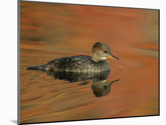 Close-up of Female Hooded Merganser in Water, Cleveland, Ohio, USA-Arthur Morris-Mounted Photographic Print