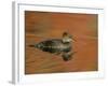 Close-up of Female Hooded Merganser in Water, Cleveland, Ohio, USA-Arthur Morris-Framed Photographic Print