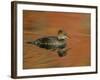 Close-up of Female Hooded Merganser in Water, Cleveland, Ohio, USA-Arthur Morris-Framed Photographic Print