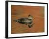 Close-up of Female Hooded Merganser in Water, Cleveland, Ohio, USA-Arthur Morris-Framed Photographic Print