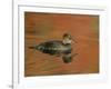 Close-up of Female Hooded Merganser in Water, Cleveland, Ohio, USA-Arthur Morris-Framed Photographic Print