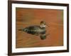 Close-up of Female Hooded Merganser in Water, Cleveland, Ohio, USA-Arthur Morris-Framed Photographic Print