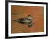 Close-up of Female Hooded Merganser in Water, Cleveland, Ohio, USA-Arthur Morris-Framed Photographic Print