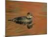 Close-up of Female Hooded Merganser in Water, Cleveland, Ohio, USA-Arthur Morris-Mounted Photographic Print