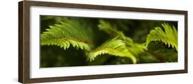 Close-Up of Ferns-null-Framed Photographic Print