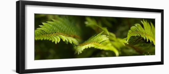 Close-Up of Ferns-null-Framed Photographic Print