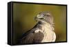 Close-Up of Ferruginous Hawk-W. Perry Conway-Framed Stretched Canvas