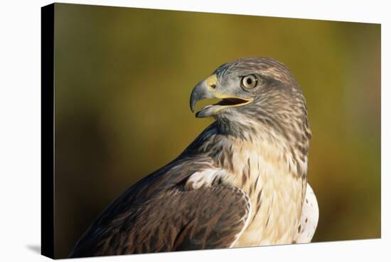 Close-Up of Ferruginous Hawk-W. Perry Conway-Stretched Canvas