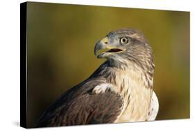 Close-Up of Ferruginous Hawk-W. Perry Conway-Stretched Canvas