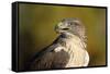 Close-Up of Ferruginous Hawk-W. Perry Conway-Framed Stretched Canvas